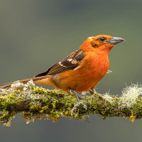 Flame-colored Tanager